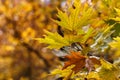 Close up of yellow mapple leaves Royalty Free Stock Photo