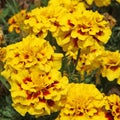 Close-up of yellow marigolds in a flowerbed Royalty Free Stock Photo