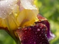 Close-up yellow maroon iris with water drops in the garden Royalty Free Stock Photo