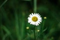 Close-up of the yellow middle of the Daisy with dew drop and small white petals on a green blurred background Royalty Free Stock Photo