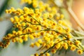 Close up of yellow Mimosa flower. Royalty Free Stock Photo