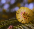 Close up of yellow mimosa flower over green leaves created using generative ai technology Royalty Free Stock Photo