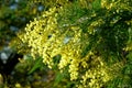 Close up of yellow mimosa flower