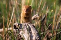 Close-up of a Yellow Mongoose sitting on a tree stump in grass Royalty Free Stock Photo