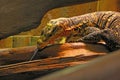 Close-up on a yellow monitor lizard in the park