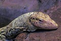 Close-up on a yellow monitor lizard in the park Royalty Free Stock Photo