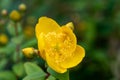 Yellow mosqueta hypericum patulum Royalty Free Stock Photo