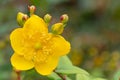 Yellow mosqueta hypericum patulum Royalty Free Stock Photo