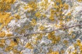 Close-up of yellow moss on white stone wall Royalty Free Stock Photo