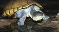 A Close Up Yellow Mud Turtle