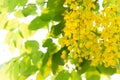 Close up yellow multply flower on tree branch in summer season, selective focus Royalty Free Stock Photo