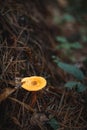 Close-up of a yellow mushroom among fallen tree needles. Autumny mood.