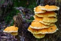 Close-up of yellow mushrooms on a tree trunk, in summer, horizontally, in Cantabria