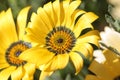 Close-up of a yellow Namaqualand daisy Royalty Free Stock Photo