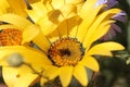 Close-up of a yellow Namaqualand daisy Royalty Free Stock Photo