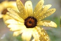 Close-up of a yellow Namaqualand daisy Royalty Free Stock Photo