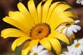 Close-up of a yellow Namaqualand daisy Royalty Free Stock Photo