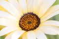 Close-up of a yellow Namaqualand daisy Royalty Free Stock Photo