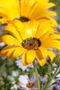 Close-up of a yellow Namaqualand daisy Royalty Free Stock Photo