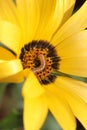 Close-up of a yellow Namaqualand daisy with a worm in its center Royalty Free Stock Photo