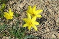 Tulipa montana var. chrysantha , Alborz mountains , Iran Royalty Free Stock Photo