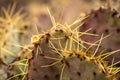 Close Up of Yellow Needles On Pricklypear Royalty Free Stock Photo