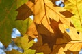 Close-up of autumn leaves backlit by the sun Royalty Free Stock Photo