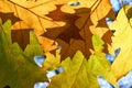 Close-up of autumn leaves backlit by the sun Royalty Free Stock Photo