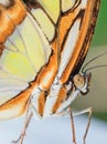 Close up of a yellow orange butterfly Royalty Free Stock Photo