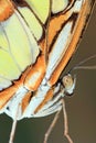 Close up of a yellow orange butterfly Royalty Free Stock Photo