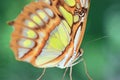 Close up of a yellow orange butterfly Royalty Free Stock Photo