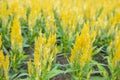 The Close up Yellow and Orange Cockscomb, Celosia cristata in garden Royalty Free Stock Photo