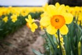 Close up of a yellow and orange daffodil in a daffodil field with other daffodils in rows behind