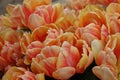Close Up of Yellow and Orange Foxy Foxtrot Tulip Flowers