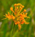 Close up of Yellow or Orange Fringed Orchid - Platanthera ciliaris Royalty Free Stock Photo