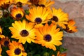 Close up of Yellow and orange gerbera daisies flowers Royalty Free Stock Photo