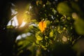 Close up yellow, orange, golden, green forest leaves.Outdoor background with bright natural beautiful color Royalty Free Stock Photo