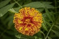 Close-up of yellow orange marigold growing in garden with green blurred leaf background Royalty Free Stock Photo