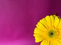 Close up yellow gerbera flowers on a bright pink background Royalty Free Stock Photo