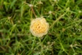 Close up yellow or orange portulaca grandiflora flower