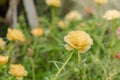 Close up yellow or orange portulaca grandiflora flower