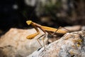 Close up of a yellow orange Praying Mantis Mantodea sitting on a rock looking straight at the camera