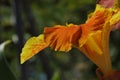 Close up of Yellow and Orange Speckled Canna Generalis Cleopatra Flower