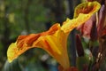 Close up of Yellow and Orange Speckled Canna Generalis Cleopatra Flower