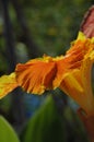 Close up of Yellow and Orange Speckled Canna Generalis Cleopatra Flower