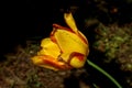 Yellow orange tulip flower with raindrops