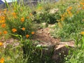Wild Poppies on a rocky path in Tonto National Monument Royalty Free Stock Photo