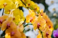 Close up of yellow orchid flower in orchid farm plantation Royalty Free Stock Photo