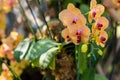 Close up of yellow orchid flower in orchid farm plantation Royalty Free Stock Photo