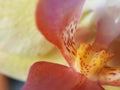 Close up of yellow orchid flower head Royalty Free Stock Photo